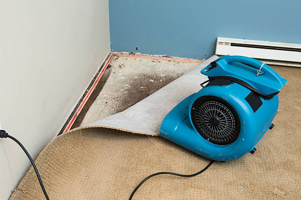 Best Water damage restoration near me  in Triana, AL